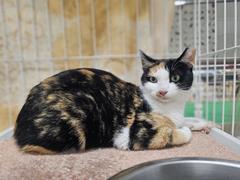 つやこ
