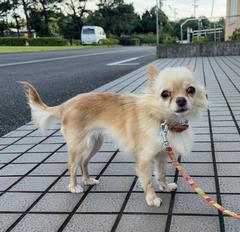 こと