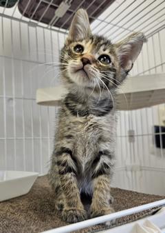 kiji