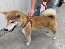 犬