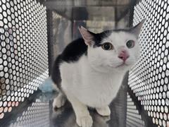 ねこ