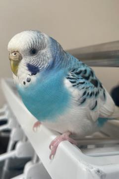 インコ