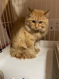 ねこ
