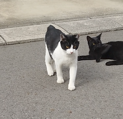 ねこ