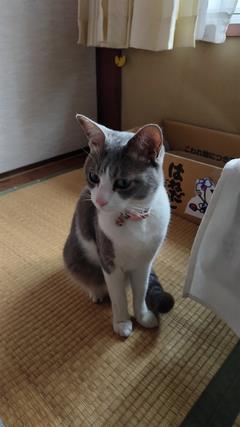 迷子猫
