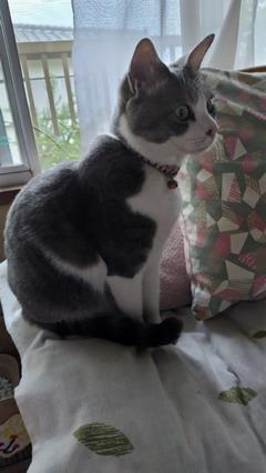迷子猫