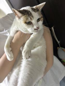 ねこ1