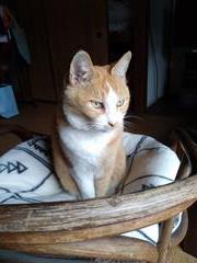 ねこ