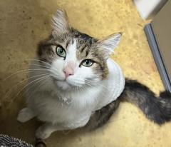 ねこ