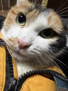 ねこ