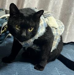 ねこ