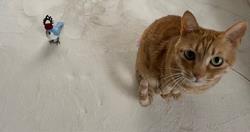 ねこ