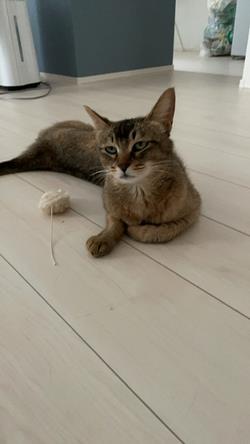 猫