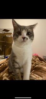 ねこ