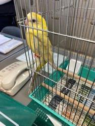 いんこ