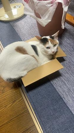 ねこ