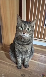 ねこ