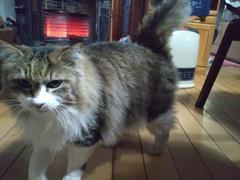 ノルウェージャン