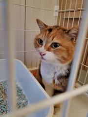 ねこ