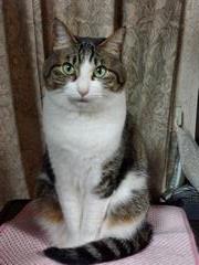キジ猫