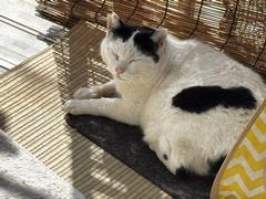 猫
