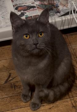 ねこ