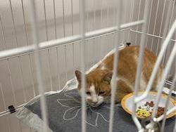ねこ