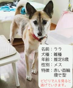 犬