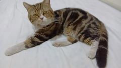 キジトラ
