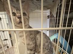 ねこ