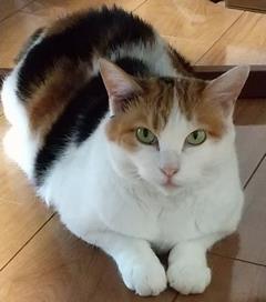 ねこ
