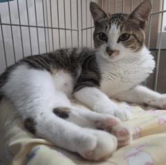 ねこ