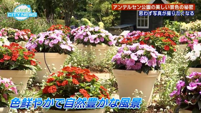 花緑ボラ1
