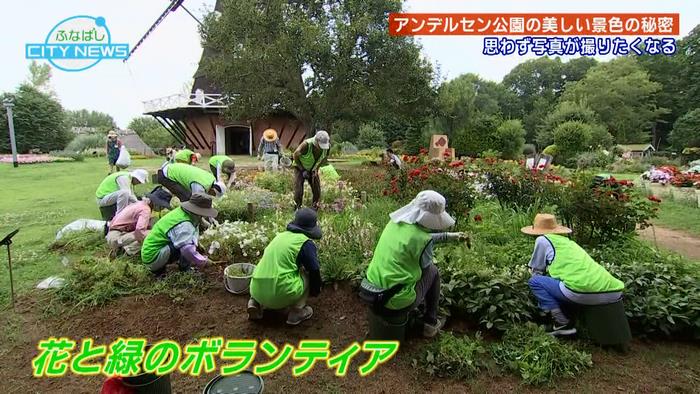 花緑ボラ2