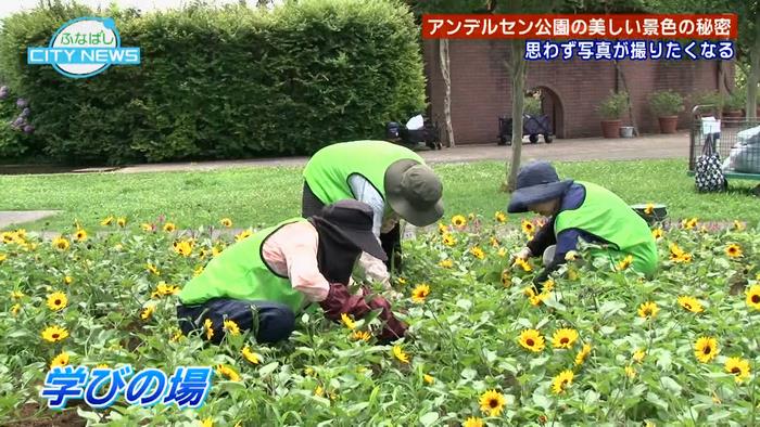 花緑ボラ3