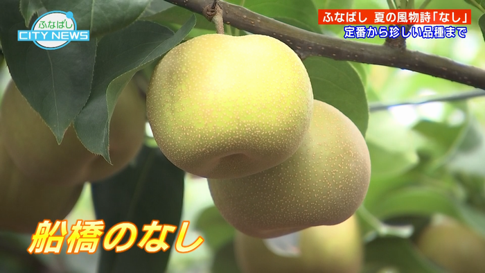 （梨）船橋のなし