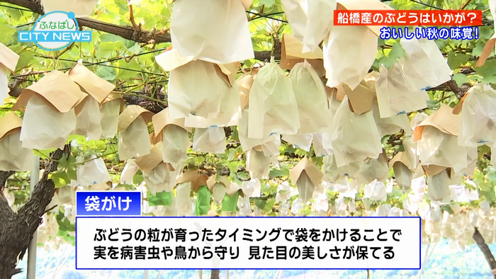 おいしいシャインマスカットを作る秘密とは