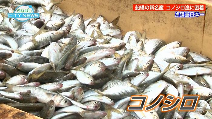 コノシロは船橋市が漁獲量日本一!