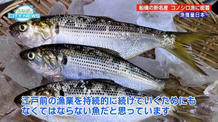 江戸前の漁業を続けるためになくてはならない魚です