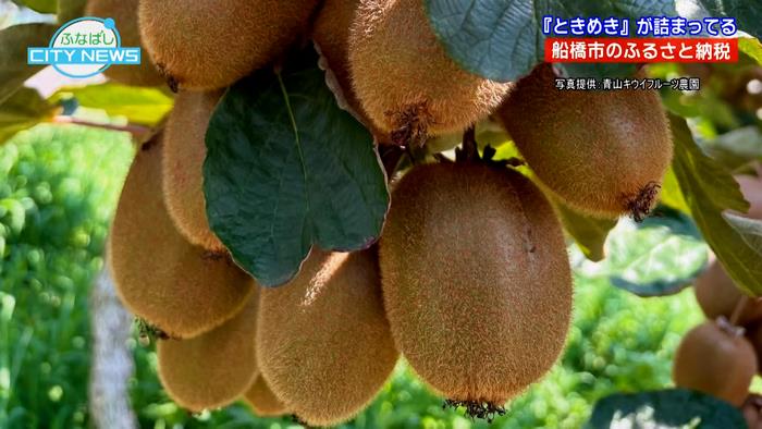 キウイも船橋の返礼品