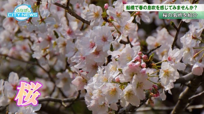 4月は桜の季節