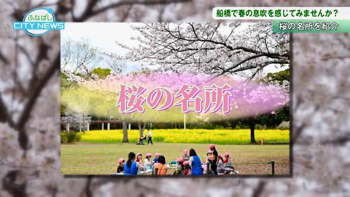 市内は桜の名所がたくさん