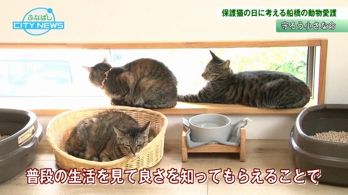 かわいい保護猫が飼い主を待っています