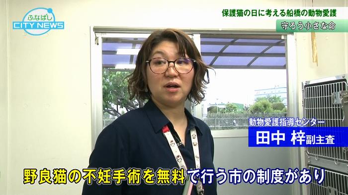 野良猫の不妊手術を無料で行う市の制度も!