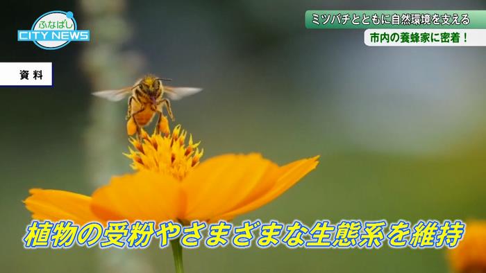採蜜だけではないミツバチの役割とはー