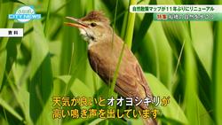 オオヨシキリ