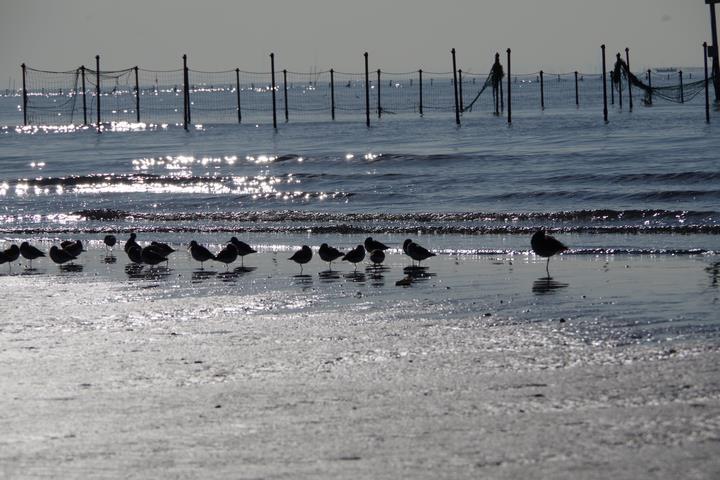 三番瀬には多様な生物が暮らしていて、それらをエサとする水鳥が集まります。