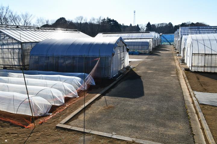 センター内は、ビニール温室が立ち並びます。