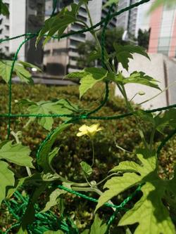 ゴーヤの花