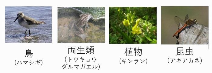 種の多様性の写真